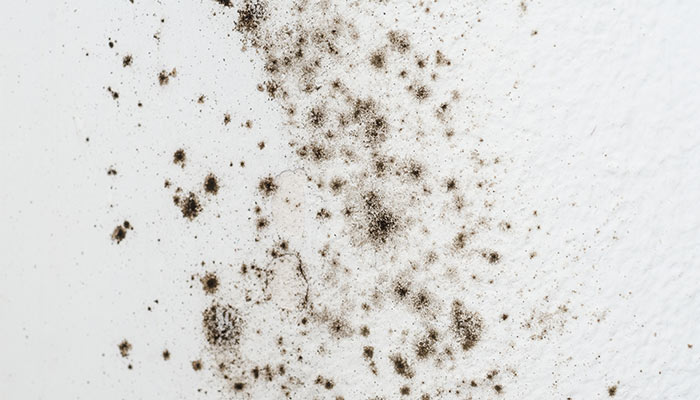 Alergenii din locuinţă – Aer