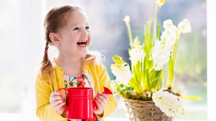 Plantele si purificarea aerului: sanatatea casei